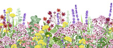 Meadow With Wildflowers And Medical Herbs, Seamless Vector Panoramic Illustration.