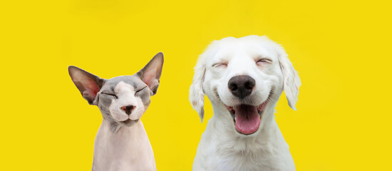 Wall Mural - Two happy cat and dog smiling on isolated yellow background.