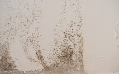 Close-up black mold on wall. Formation of  mold due to high humidity. Harm to human health. Methods of mold wrestling.