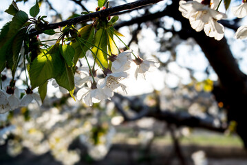 Wall Mural - Cherry blossoms at the end of winter