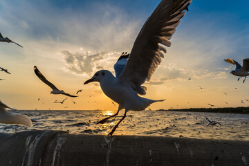 Wall Mural - Flock Seagull are Flying on sunset background ,Bang poo ,Samutpragan, Thailand .