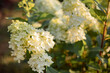 Bush of blossoming cultivar Hydrangea paniculata Limelight. Beautiful branches with white flowers in summer garden