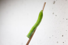 Caterpillar On A Leaf Stalk