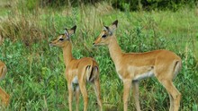 Herd Of Young Springbok On Lush Bushland At Moremi Game Reserve In Botswana. Close Up