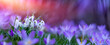 kwitnąca wiosenna łąka, z przebiśniegiem (Galanthus nivalis) i krokusem (Crocus sieberi), oświetlonych porannym słońcem