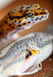 Two leopard Geckos changing skin