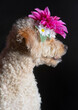 mixed poodle with flowers in his head