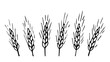 Simple black outline vector drawing. Set of spikelets of wheat. Cereal plants, flour products, pasta. Ink sketch. Bakery, baking.