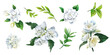 Lush flowers of white jasmine and camellia