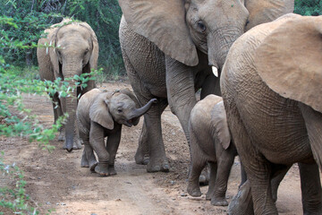 Wall Mural - Herd of elephant with baby