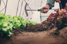 Farmer Take Care Of Lettuce Salads, Organic Hydroponic Vegetable In Greenhouse Garden. Planting Vegetable Garden.