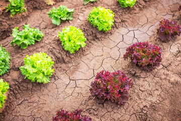 Wall Mural - Fresh green lettuce salad in the ground. Organic vegetables in greenhouse