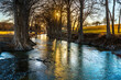 © Ron - Bald cypress trees with exposed roots line the banks of the Guadalupe river as it meander through the Texas Hill Country and the setting sun illuminating the upper branches, Waring, Texas