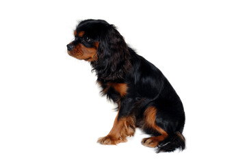 Poster - Sad Cavalier King Charles Spaniel dog