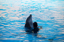 Trained Dolphins Perform In Blue Pool In Front Of Tourists At Water Show