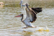 A pelican is looking for fish for food.
