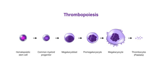 Wall Mural - Thrombopoiesis. The development of platelets.