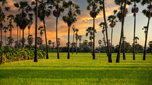 The Landscape Of Sugar Palm Plantations And Rice Fields, Mixed Plantations In Thailand