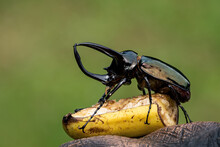 Insects, Beetles, Giant Rhinoceros Beetle Male And Female (Chalcosoma Caucasus) Tropical Wildlife Of Thailand.