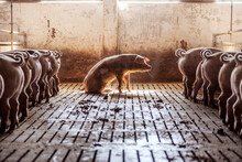 Pigs In A Stable. Pigs Are Eating While One Of Them Is Sick And Trying To Stand Up. Pig Flu, Animal Diseases