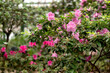 Flowers of pale pink azalia bush in spring garden