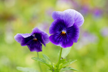 Adorable Blooming Pansies In Summer Garden On Natural Background