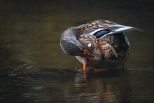 Duck Cleaning Itself In Water
