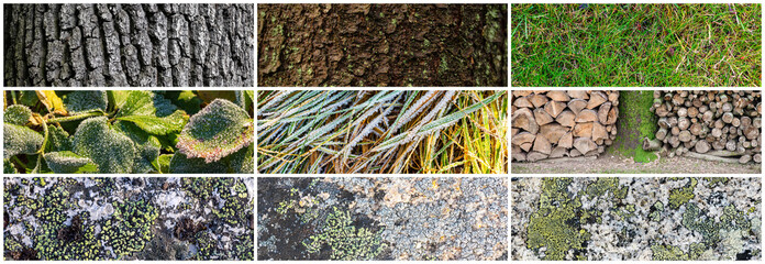 Wall Mural - Set of natural textures. Nature objects close-up: trunks and bark of trees, firewood, foliage of plants, surface of stones, lichen, grass and hoarfrost. Collection of panoramic backgrounds for design.