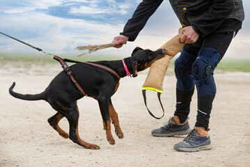 Poster - training of dobermann pinscher