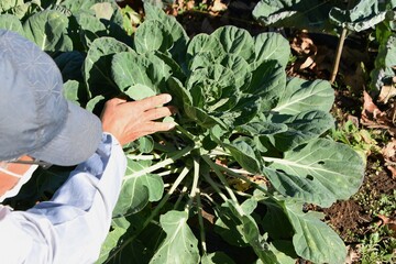 Wall Mural - Brussels sprouts cultivation. Brassicaceae annual plants. A variety of cabbage that is native to the suburbs of Brussels, Belgium and contains a large amount of vitamin C. 