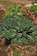 Canvas Print - Brussels sprouts cultivation. Brassicaceae annual plants. A variety of cabbage that is native to the suburbs of Brussels, Belgium and contains a large amount of vitamin C. 