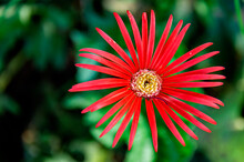 Red And Yellow Flower