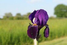 A Purple Bearded Iris With A Green And Blue Background In The Flower Garden Closeup