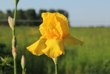 A Yellow Bearded Iris In A Border In A Garden With A Green And Yellow Background