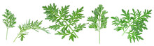 Set Of Medicinal Wormwood Twigs Isolated On A White Background. Sagebrush. Artemisia Medicinal Herb Plant.