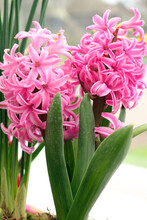 Pink Hyacinth Flowers In Spring
