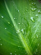 Green Canna Leaf With Rain Droplets