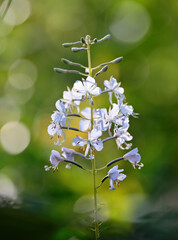 Wall Mural - White fireweed blooming in summer