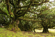 The Mystic Laurel Forest Of Fanal On Madeira Island Consists Of Impressive Ancient Stinkwood Laurel Trees With Gnarled Moss-covered Branches