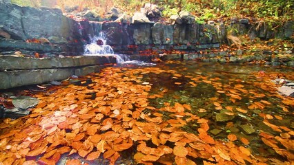 Wall Mural - small waterfalls Shipot under the Mountain Borzhava ridge. Autumn Carpathians, rain and fog, plenty of water and colorful foliage of beech trees in ancient forests