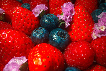 Wall Mural - Macro shot of fresh blueberries and strawberries composition.