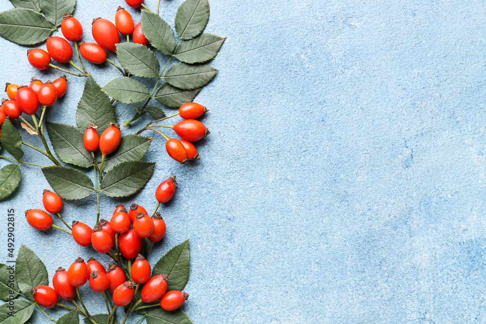 Fresh rose hip berries on blue background