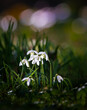 © Agata Kadar - spring snowdrop flowers in the forest