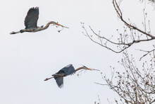 Great Blue Herons Building Nests