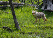 Yellowstone Coyote Walking Through Grassy Field