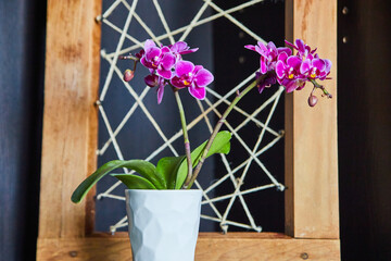 Wall Mural - Close-up of pink orchid flowers with wood and twine art