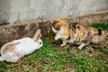 A fluffy tricolor cat approaches a white rabbit. Acquaintance of pets on a green meadow in spring.