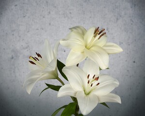 Canvas Print - Beautiful  white flowers on black background, closeup.