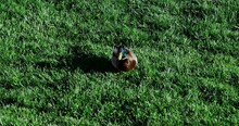 Male Mallard Duck Waddling Across Green Lawn
