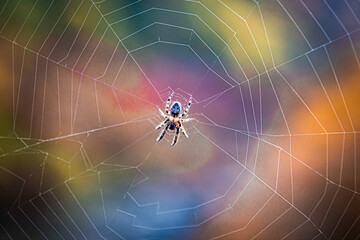 spider and web